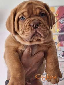 Bordoška Doga prelepi štenci